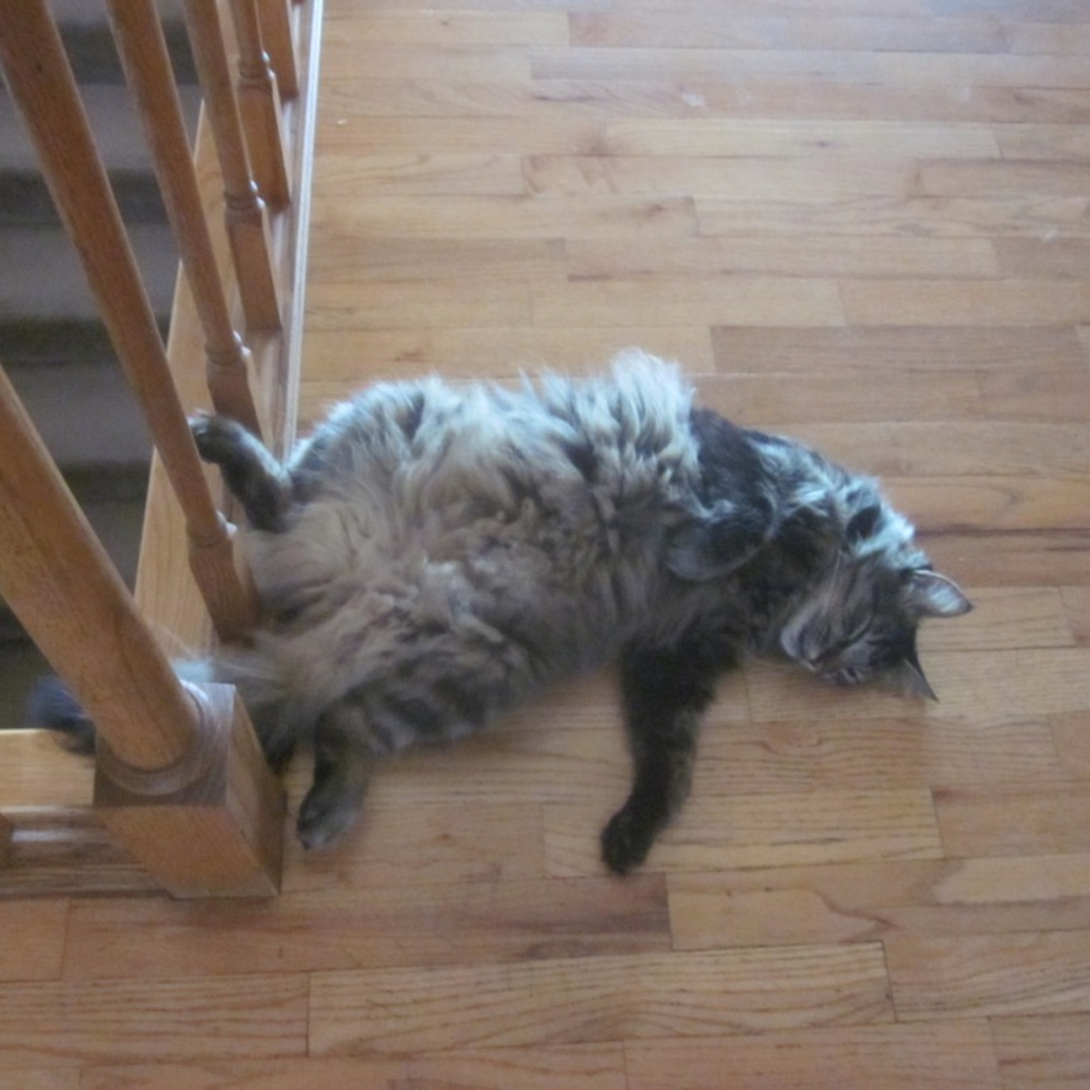 Meet your Posher, Alena